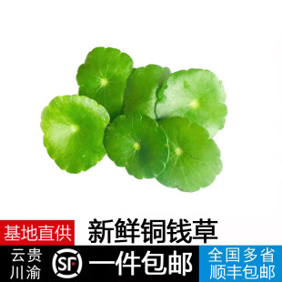 新鲜铜钱草花草旱金莲叶新鲜叶片西餐饭店酒店饭店装饰拍盘30朵