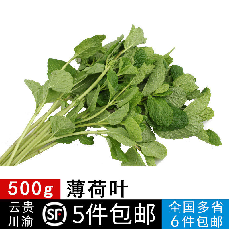 新鲜薄荷叶调酒烘焙装饰食用清凉香料留兰香莫吉托西餐装饰500g