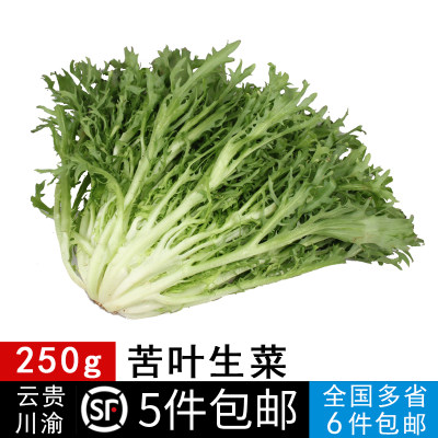 新鲜蔬菜苦叶生菜250g苦细叶苦菊狗牙菜苦苣沙拉食材轻食 5件免邮