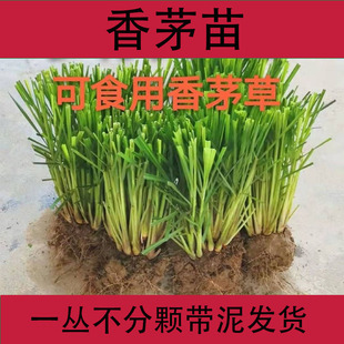 香茅盆栽新鲜香茅草苗柠檬草种苗泰国冬阴公汤柠檬草盆栽6根左右