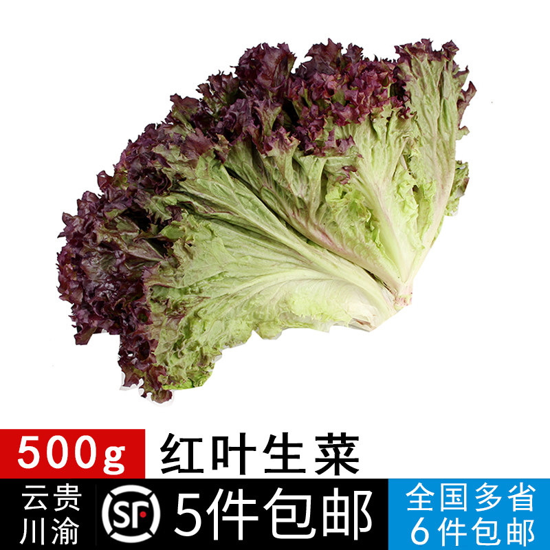 新鲜蔬菜500g红叶紫叶沙拉食材