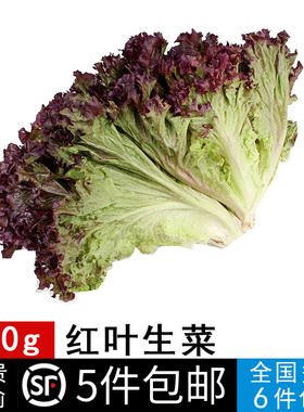 新鲜蔬菜500g红叶紫叶生菜西餐沙拉食材罗沙红罗莎红