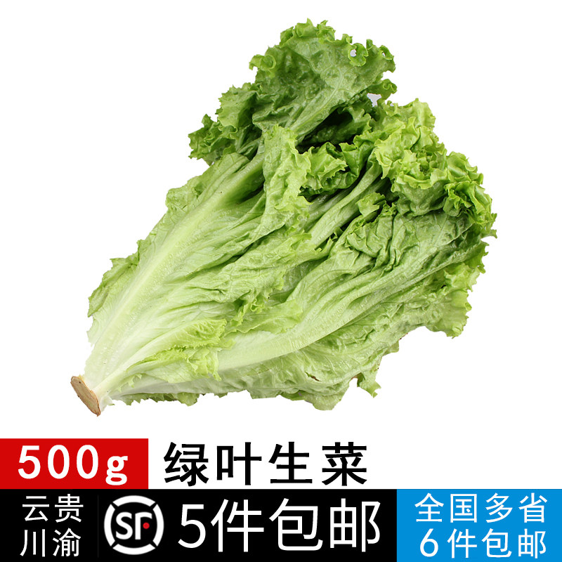 新鲜蔬菜免邮罗沙绿生菜绿叶花叶生菜罗莎绿沙拉食材 500g一斤装