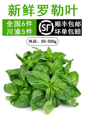 云南基地直供罗勒叶金不换特色食材新鲜香料顺丰包邮Basil