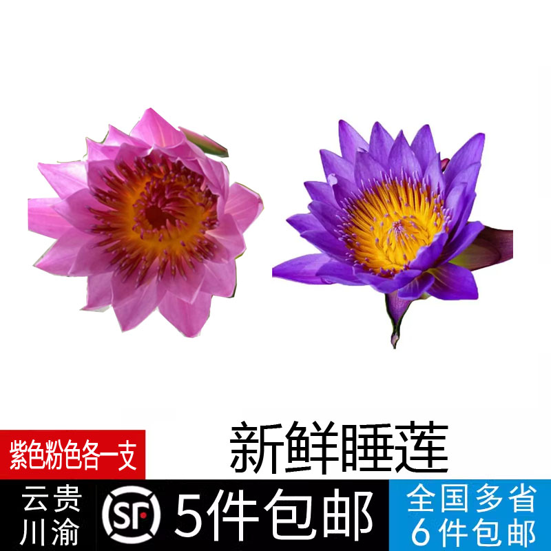 新鲜睡莲紫色粉色顺丰包邮