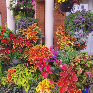 【彩叶草】盆栽耐寒不怕冷耐热大苗耐晒不死观叶植物花园地栽包邮