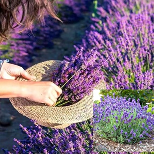 【薰衣草】多年生花苗耐寒耐热庭院种植盆栽花园小区阳台家庭观赏