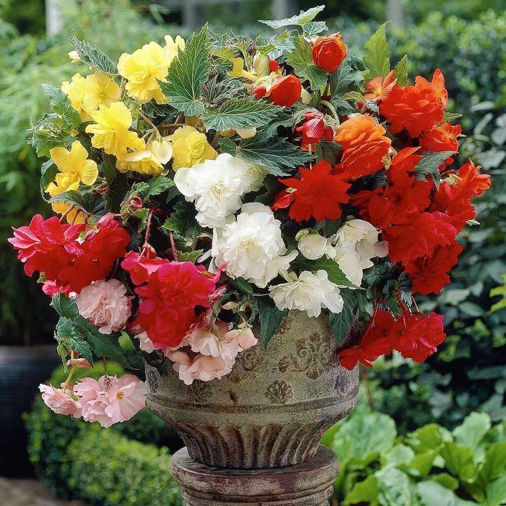 【夫妻海棠】进口球根海棠花苞发货直立海棠四季开花观花植物好养