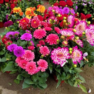 【小丽花】重瓣带花苞四季开花巨型大丽花球根庭院办公室好养绿植