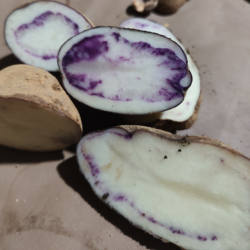 云南会泽乌洋芋老品种紫皮小土豆七彩马铃薯正宗紫心土豆紫色土豆