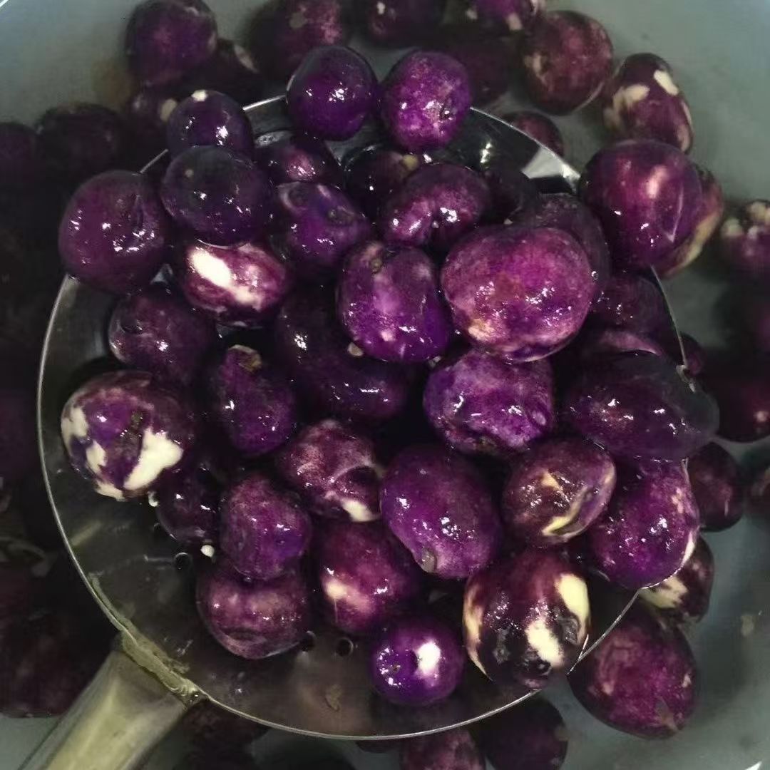 贵州特乌洋芋土豆种原种马铃薯种植新鲜洋芋老品种