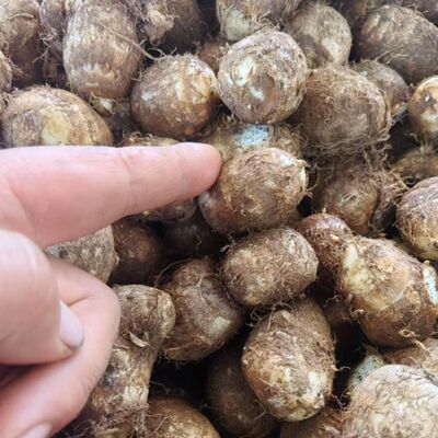 芋头贵州老品种小芋头牛奶芋毛芋头软糯粉滑香芋艿芋仔蔬菜