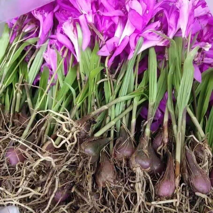 冰球子山慈菇毛慈菇独蒜兰现挖现发新鲜货老品种深山