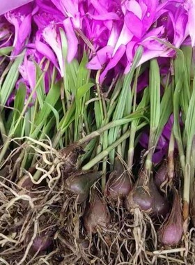 冰球子山慈菇毛慈菇独蒜兰现挖现发新鲜货老品种深山
