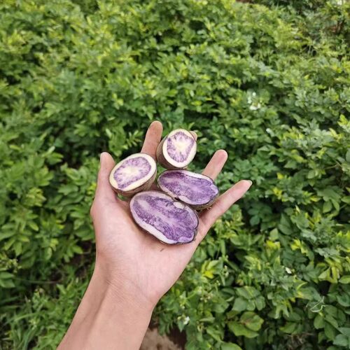 乌洋芋老品种转心乌六盘水特产