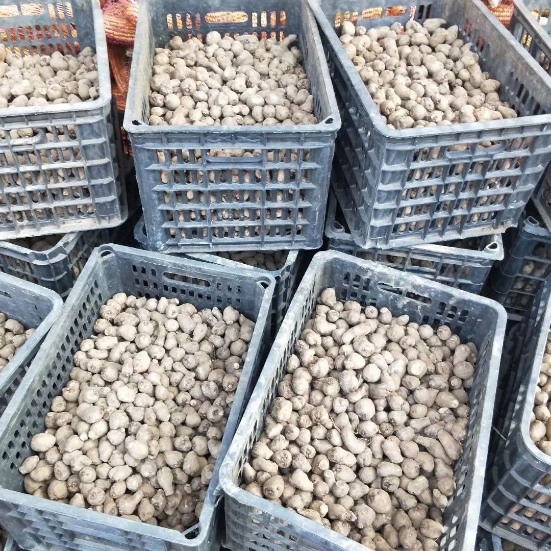 魔芋种高产子花魔芋籽一代高产魔芋苗种植小魔芋杂交花魔芋