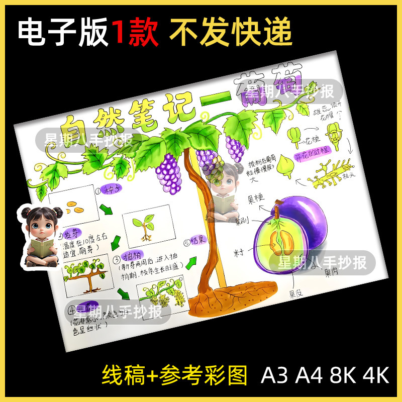 葡萄植物自然笔记手抄报模板葡萄生长过程观察记录日记电子版线稿