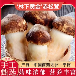 福建新鲜赤松茸姬松茸大球盖菇松茸菇巴西菇炒煲汤火锅鲜菌菇现采