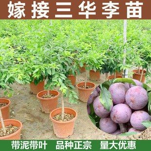 钱排银妃三华李子树苗水果红心三月早熟嫁接特大盆栽地南北方种植