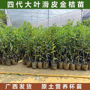 广西融安新品种大叶滑皮金桔第四代脆皮三代金桔果树苗脆蜜果树苗