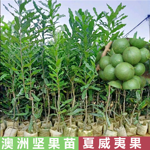 夏威夷果树带泥带叶正宗嫁接苗