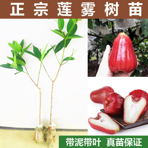 莲雾嫁接树苗正宗品种