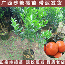 沙糖桔子树苗正宗广西砂糖橘树苗南方种植无籽嫁接橘子柑橘果树苗