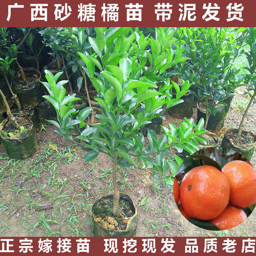 沙糖桔子树苗正宗广西砂糖橘树苗南方种植无籽嫁接橘子柑橘果树苗