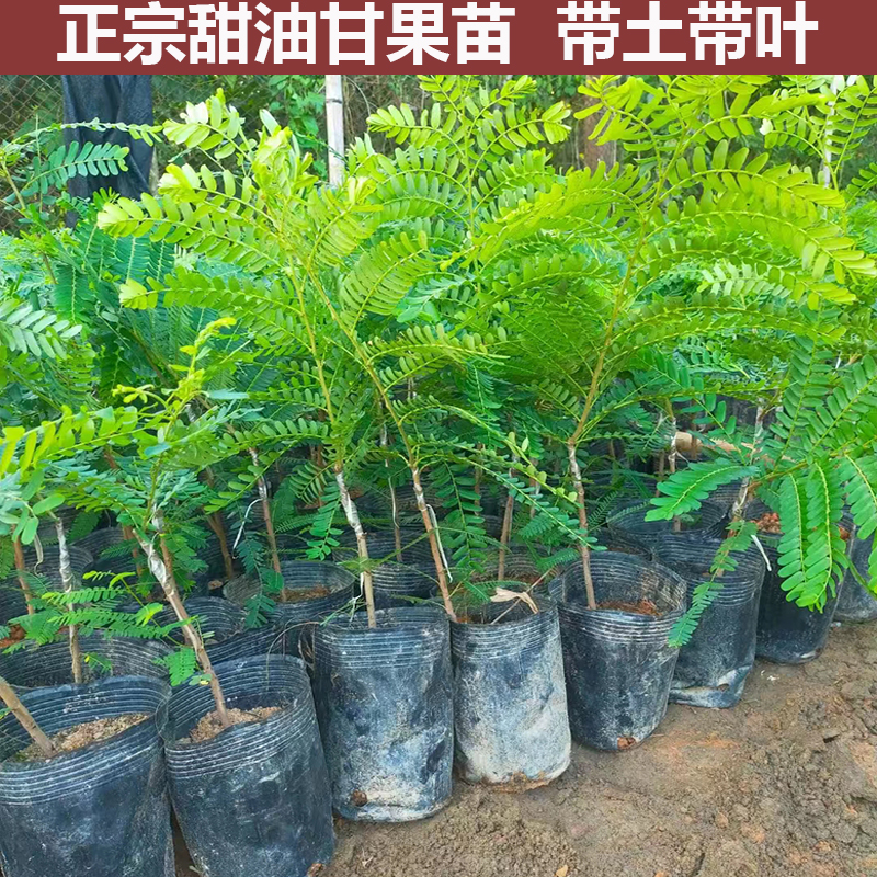 余甘果苗油柑苗牛甘子果苗嫁接油甘果树苗带土水果果苗南方种植-封面