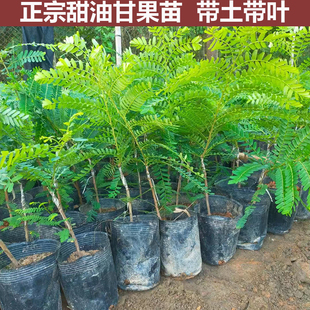 余甘果苗油柑苗牛甘子果苗嫁接油甘果树苗带土水果果苗南方种植