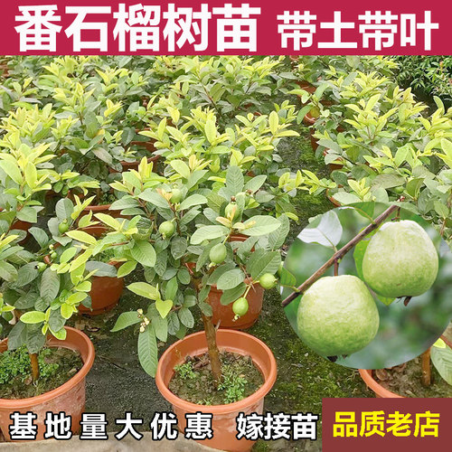 珍珠番石榴树果苗西瓜红心白心芭乐苗四季结果胭脂红番石榴果树苗