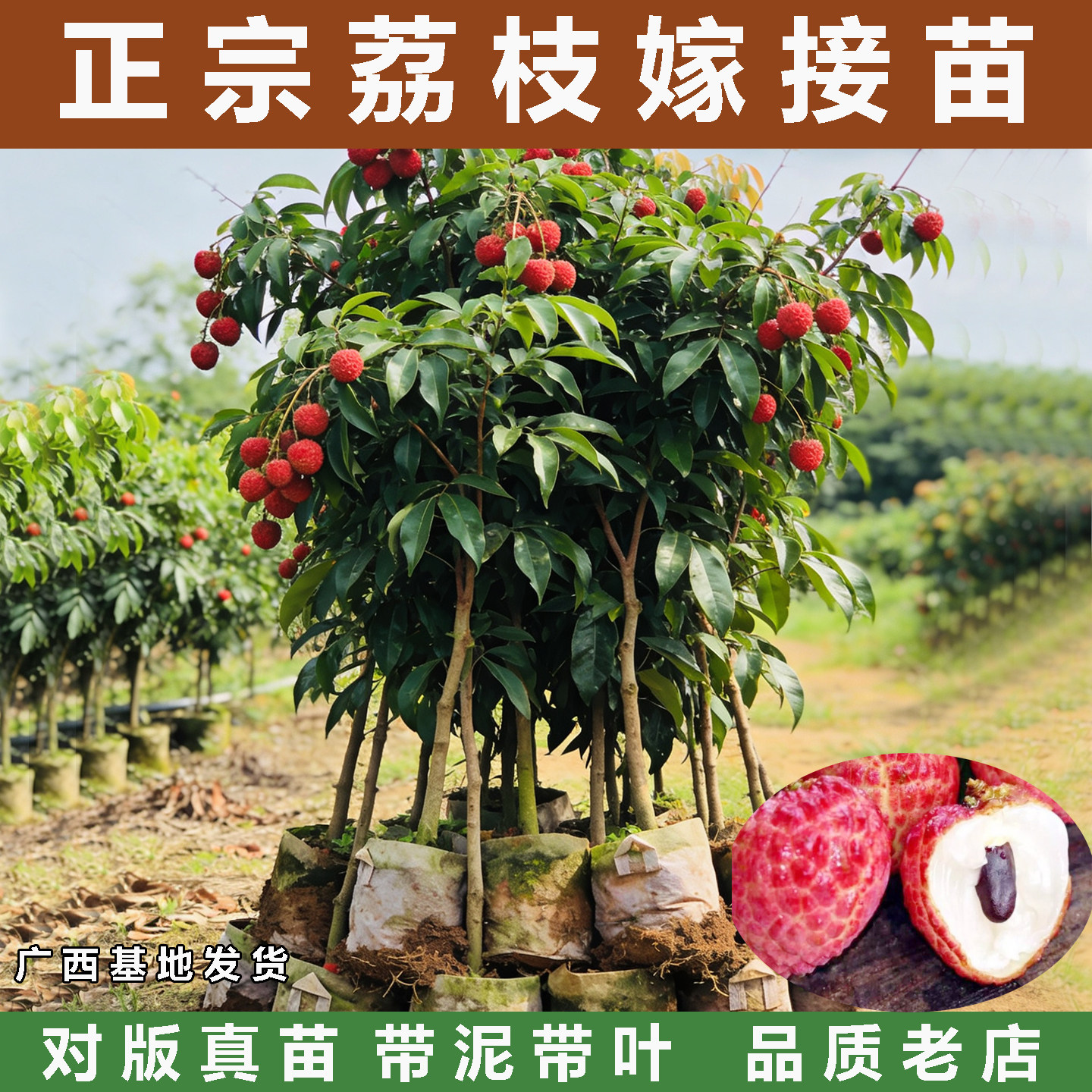 荔枝树果苗无核桂味果树妃子笑嫁接果树苗糯米糍大苗庭院南方种植