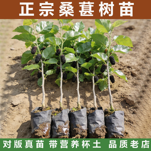 带泥带叶桑葚苗正宗嫁接苗