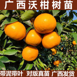 正宗广西武鸣沃柑树苗嫁接无籽柑橘苗桔子苗橘子果树苗盆地栽带土