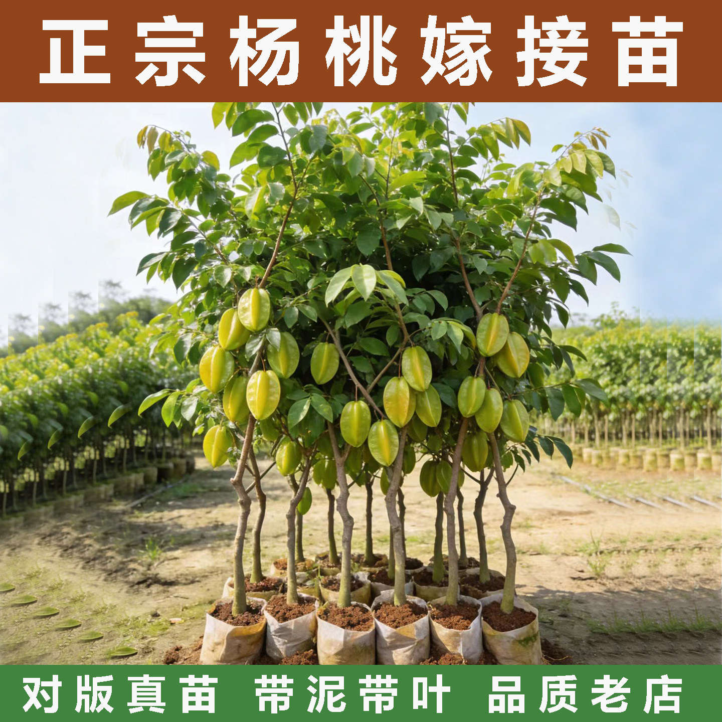 广西杨桃树果苗嫁接苗正宗品种四季结果盆栽庭院阳台南方种植树苗