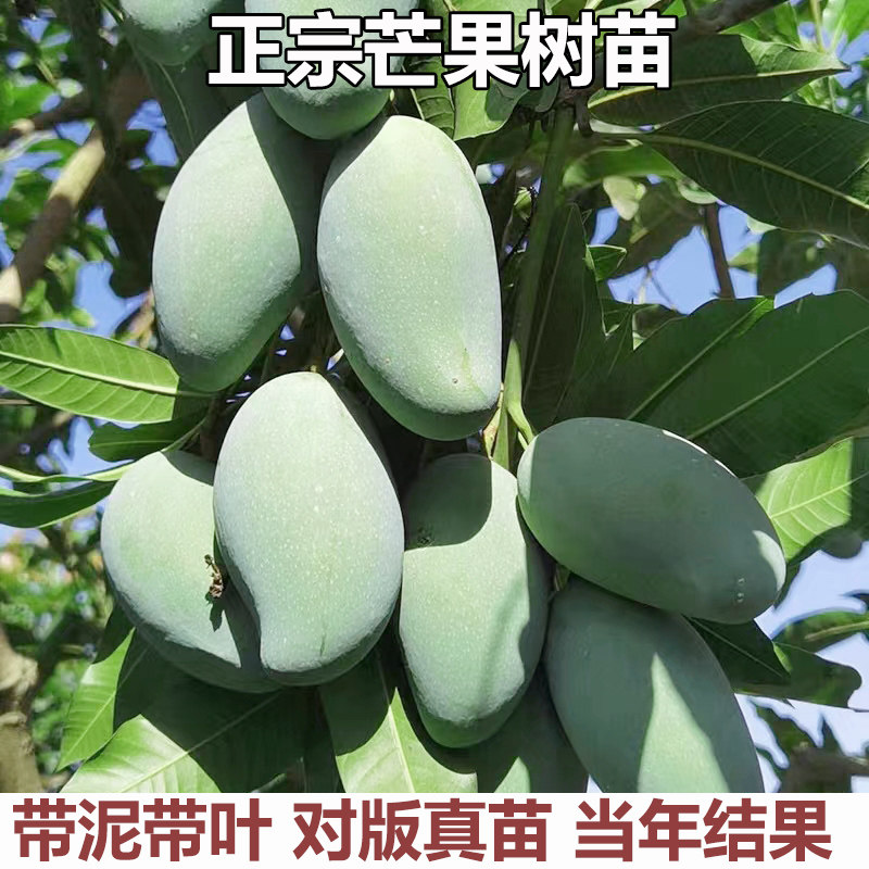 芒果树苖四季蜜金煌芒桂七特大盆栽庭院阳台南方种植矮化水果树苗