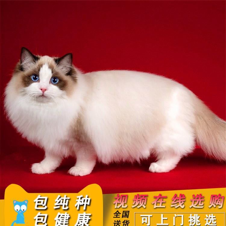 活体布偶宠物幼猫 阿比异国短毛猫加菲缅因豹猫矮脚金吉拉无毛猫