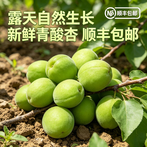 张夏青酸杏爽脆孕妇果