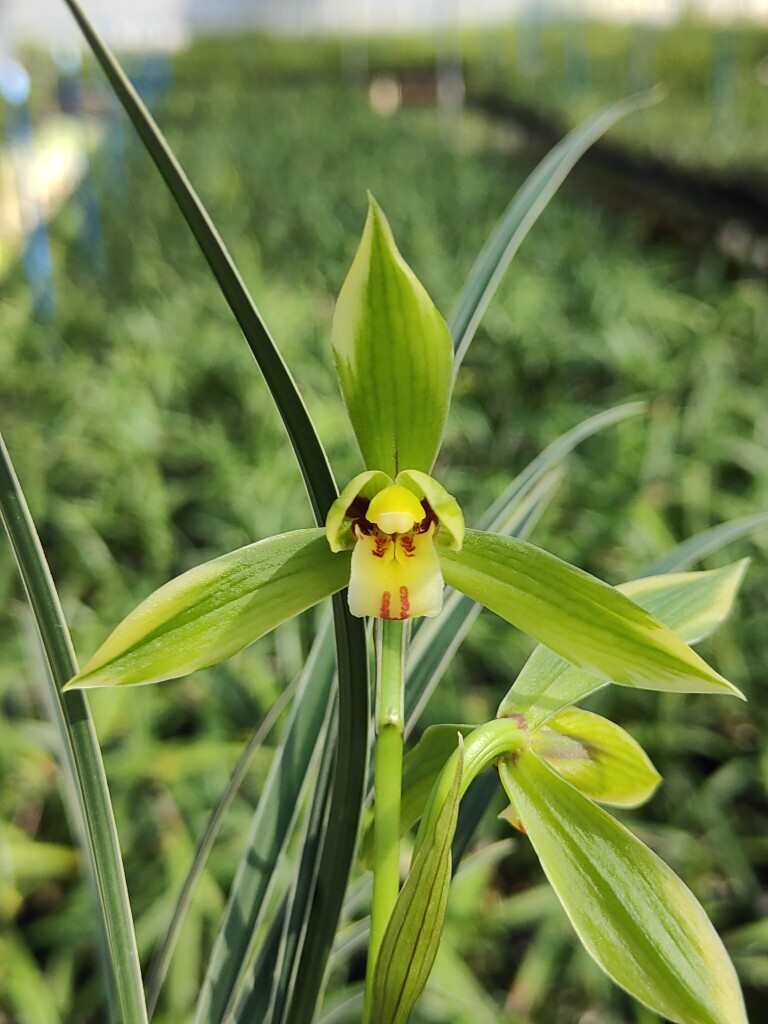 春兰 皎月 细叶边艺花艺双全兰花绿植