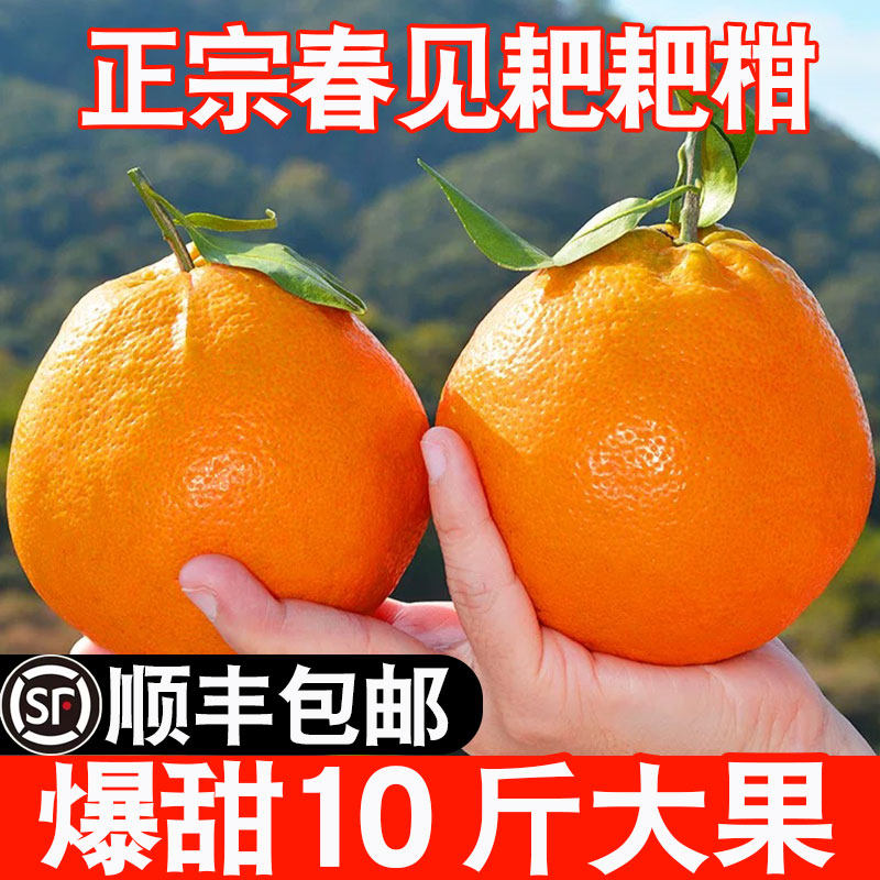 正宗四川春见耙耙柑10斤新鲜水果丑柑桔橘子现摘当季粑粑柑礼盒,水产肉类/新鲜蔬果/熟食,桔子,淘宝优惠券,粉丝福利购,淘宝优惠卷