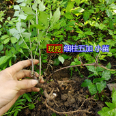 湘西细柱五加种苗五皮风鸡脚风中草药白刺尖药材种植苗五加皮苗