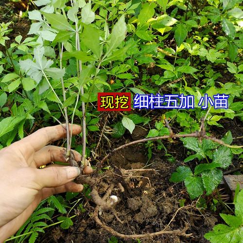 湘西细柱种苗鸡脚中草药五加皮