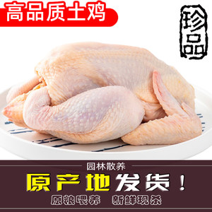 新鲜土鸡农家三黄鸡童子鸡整只
