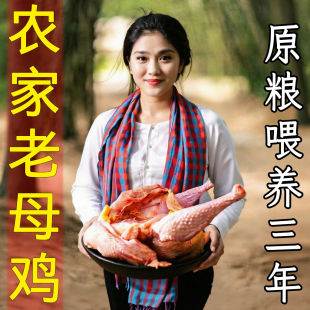 黄油老母鸡土鸡散养走地鸡农家新鲜现杀正宗草鸡整只笨鸡柴鸡炖汤