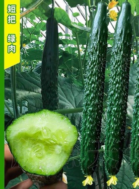 津研四号黄瓜种子高产刺黄瓜种子生吃四季播种爬藤蔬果大青瓜种子