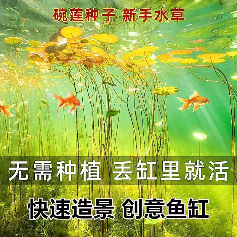 鱼缸快速造景碗莲种子莲花花卉懒人鱼缸新手造景四季常青水草植物