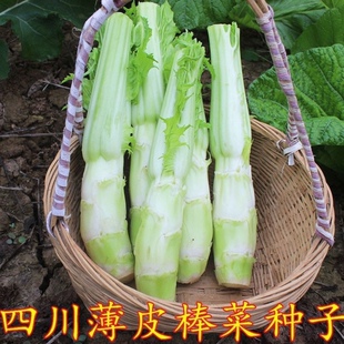 【特大棒菜种籽 】多汁肉白质甜嫩笋子芥茎用芥菜青春菜头槟菜