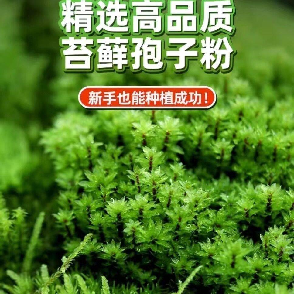 苔藓孢子粉四季鲜活青苔绿植短绒吸水石种子微景观盆景造假山苔藓