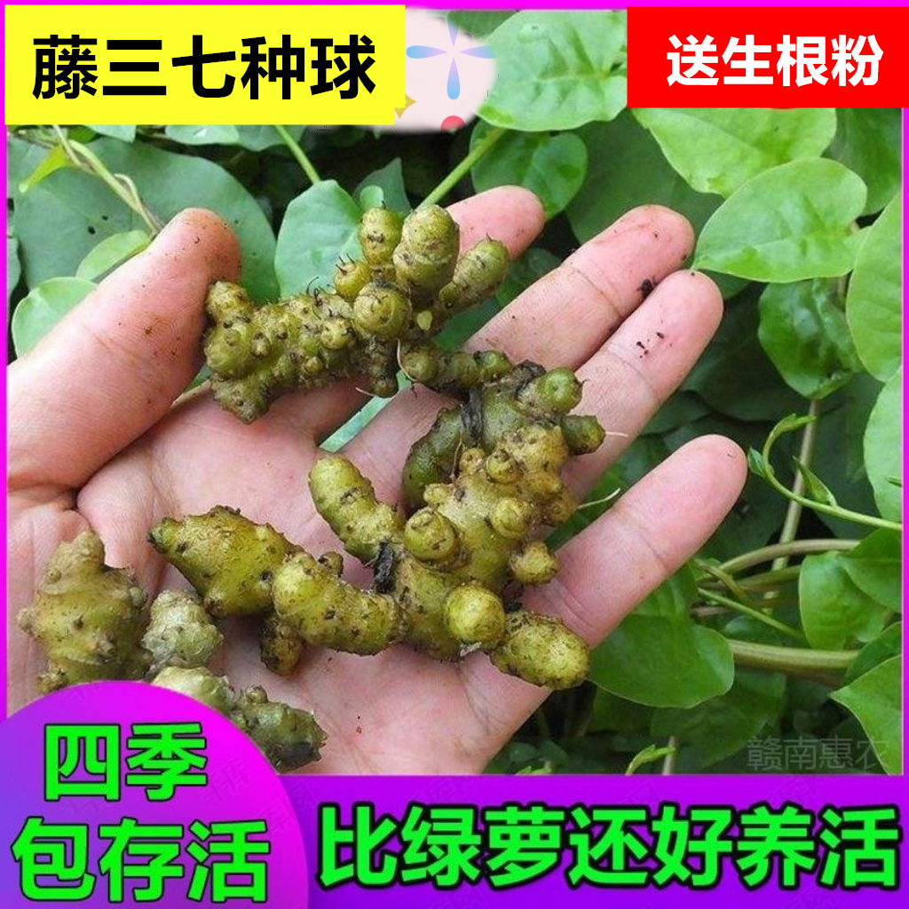 三七植物苗食药用种子根茎室外