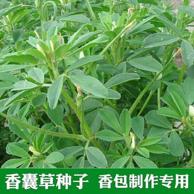食用香豆种子中华香草香囊草种籽东北端午做香包用驱蚊芳香葫芦巴